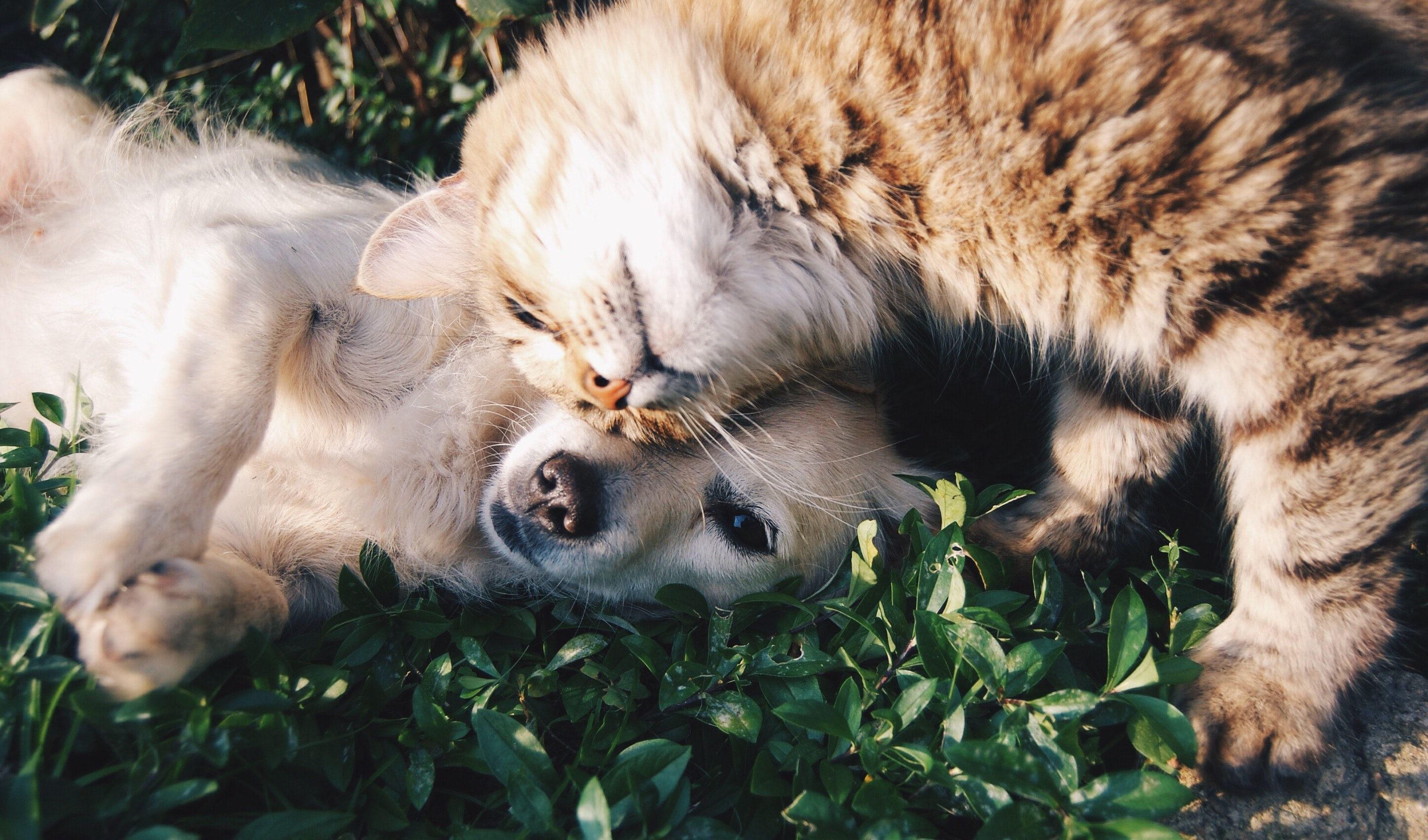 ¿Para qué podemos utilizar el bicarbonato en animales? perros jugando