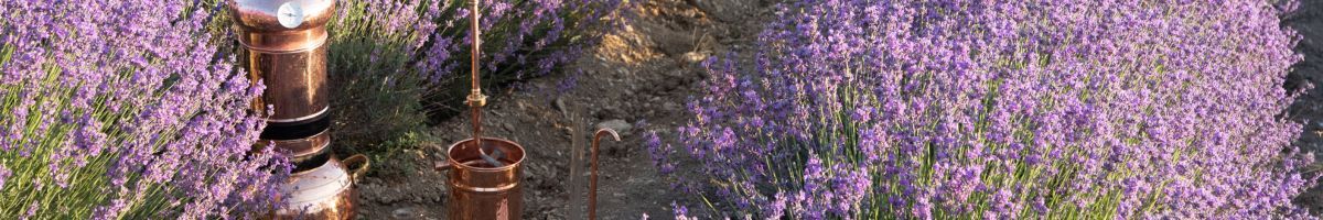 Los absolutos, no son aceites esenciales