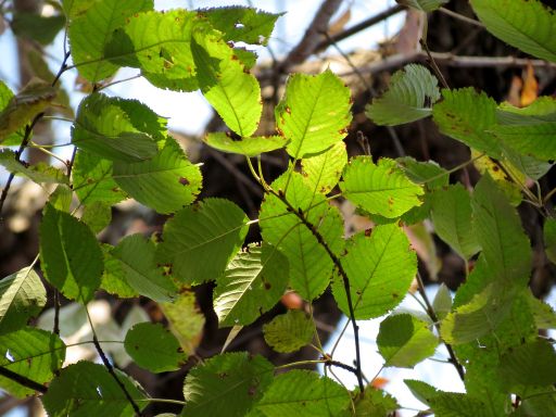 Plantas medicinales, la fuerza de la naturaleza