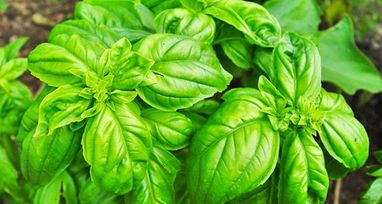 Plantas medicinales, la fuerza de la naturaleza