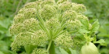 Plantas medicinales, la fuerza de la naturaleza