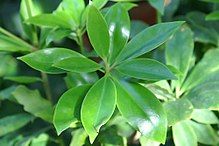 Imagen Aceite Esencial de Anís Estrellado
