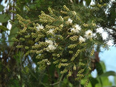 Imagen Aceite Esencial de Árbol de Té.