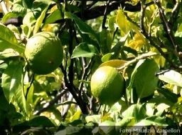 Plantas medicinales, la fuerza de la naturaleza