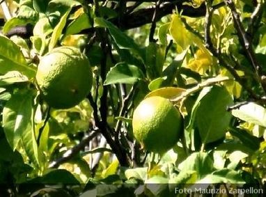 Imagen Aceite Esencial de Bergamota