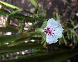 imagen Aceite Esencial de Cardamomo. 