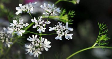 Imagen Aceite Esencial de Cilantro. 