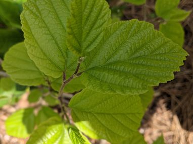 Imagen Hidrolato de Hamamelis. 
