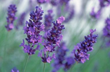 Imagen Hidrolato de Lavanda. 