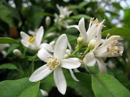 Imagen  Hidrolato de Neroli o Azahar. 