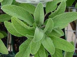 Imagen Hidrolato de Salvia. 
