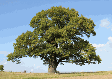 Mi árbol familiar del Curso de Constelaciones Familiares &quot;Sanando mi Árbol familiar&quot;